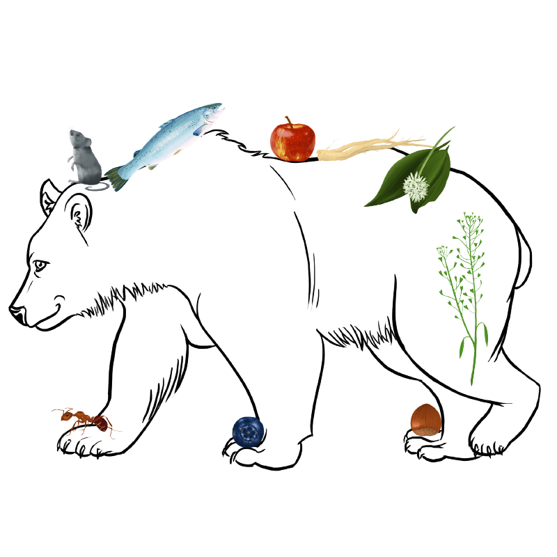Infografik zum Fressverhalten des Syrischen Braunbären, des Malaienbären und des Nasenbären