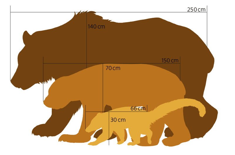 Infografik zum Größenvergleich von Braun-, Malaien- und Nasenbär