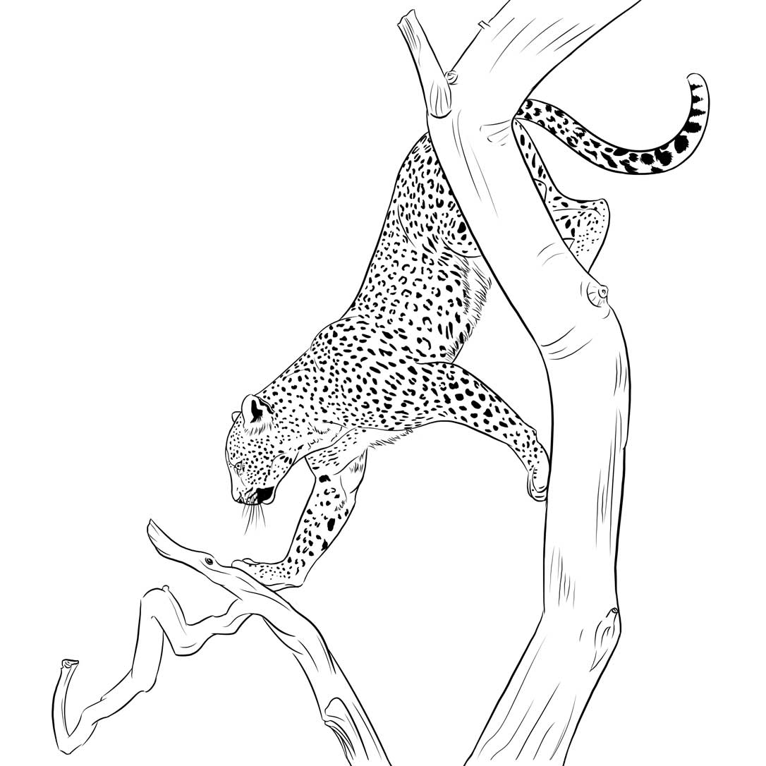 Illustration eines Leoparden