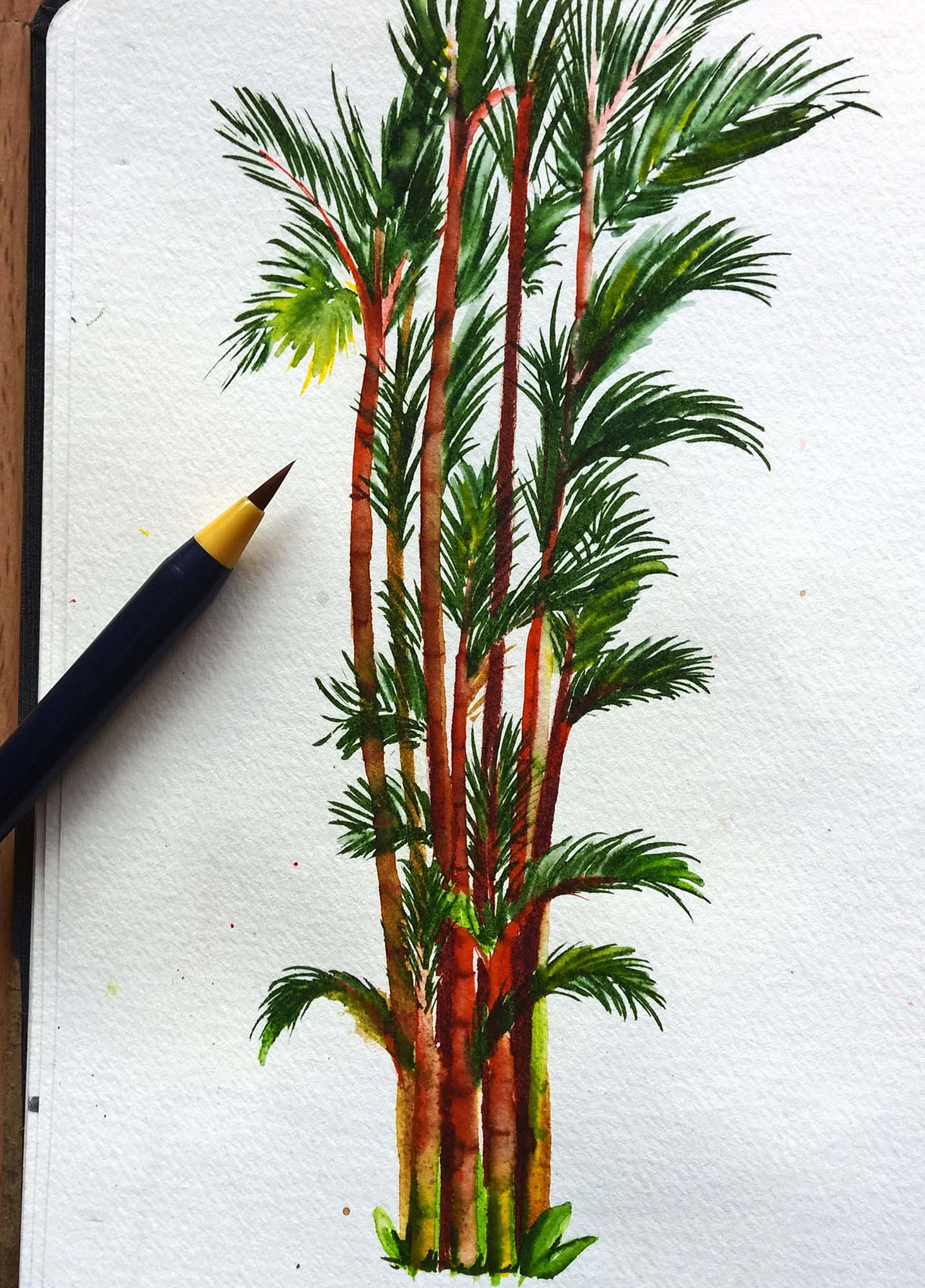 Aquarell-Skizze eines Palmengewächses