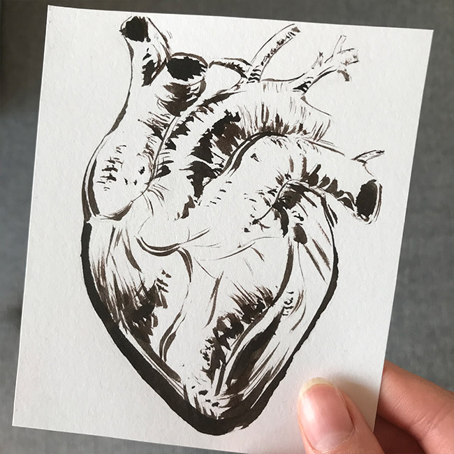 Tuschezeichnung eines anatomischen Herzens