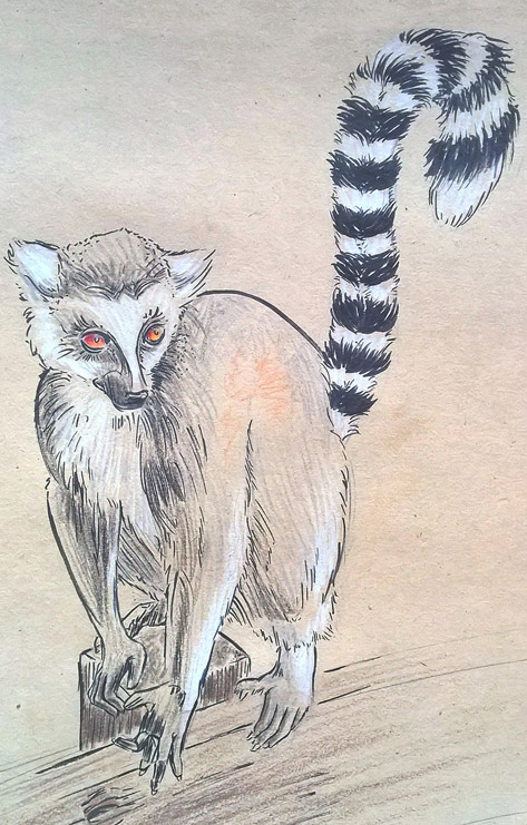 Zeichnung eines Lemuren aus dem Allwetterzoo Münster