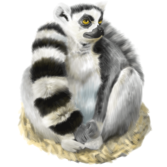 Digitale Illustration eines Lemurs im Duisburger Zoo