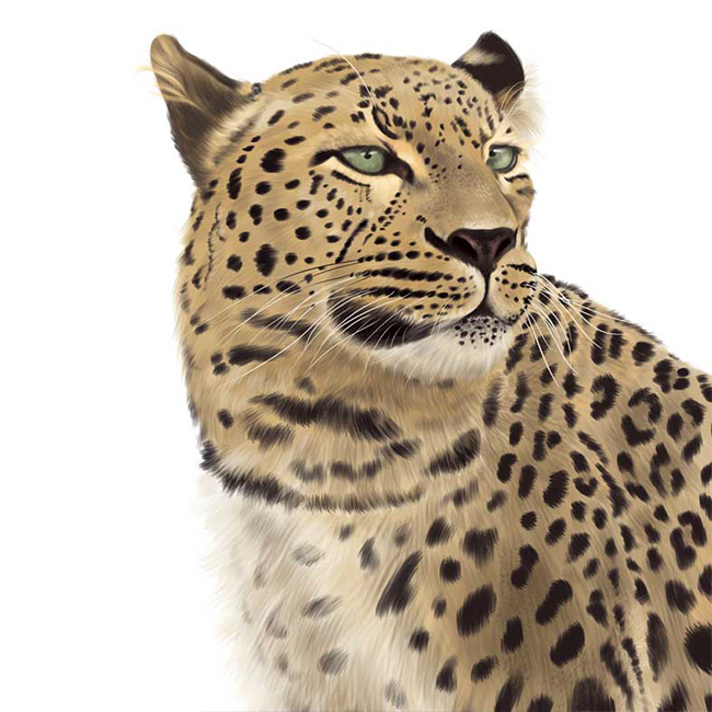 Digitale Illustration eines Leoparden aus dem Allwetterzoo Münster